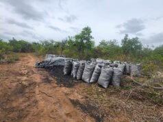 Pai e filho foram presos após roubar madeira de empresa em Rio Pardo de Minas