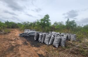 Pai e filho foram presos após roubar madeira de empresa em Rio Pardo de Minas