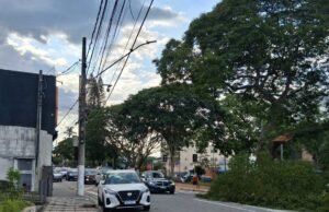 Árvores caíram na Avenida Mogi das Cruzes