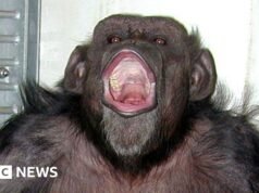 Ai, o chimpanzé japonês que contava e desenhava, morre aos 49 anos