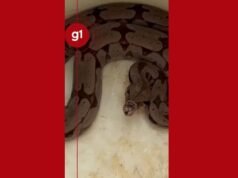 Jibóia: ‘acusações’ após resgate de cobra com mais de um metro