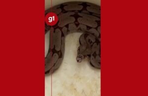 Jibóia: ‘acusações’ após resgate de cobra com mais de um metro