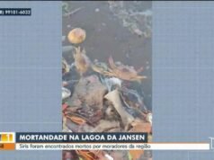 Mais de 20 caranguejos mortos foram encontrados na Lagoa da Jansen, em São Luís