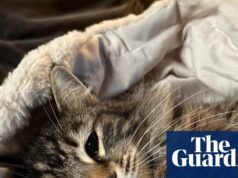 Gato doente levado por entregador da Amazon voltou para a família de Yorkshire, Yorkshire