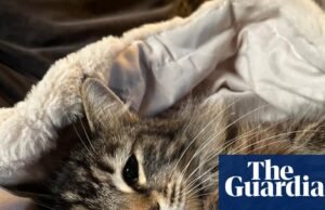 Gato doente levado por entregador da Amazon voltou para a família de Yorkshire, Yorkshire