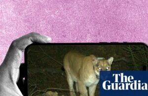 Ratos peludos e coiotes com sarna: o subreddit estranho e emocionante dedicado à identificação da vida selvagem | Cultura