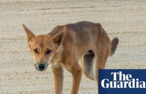 Os dingos da ilha Kegari, na Austrália, serão sacrificados após a trágica morte da turista canadense Piper James. Kegari (Ilha Fraser)