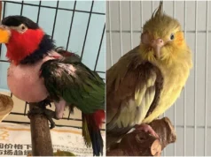 Fundamentos da criação saudável de psitacídeos para melhorar a qualidade de vida de suas aves