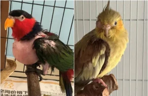 Fundamentos da criação saudável de psitacídeos para melhorar a qualidade de vida de suas aves