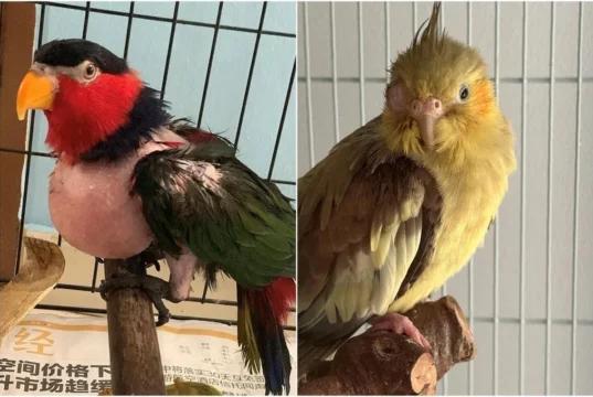 Fundamentos da criação saudável de psitacídeos para melhorar a qualidade de vida de suas aves