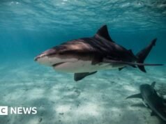 Como as praias de Sydney se tornaram uma ‘tempestade perfeita’