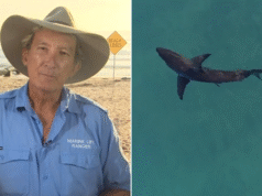 Ranger pede atualização dos sistemas de segurança para evitar ataques de tubarões