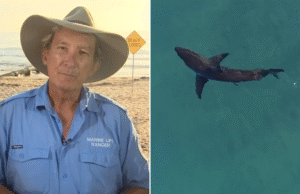 Ranger pede atualização dos sistemas de segurança para evitar ataques de tubarões