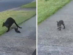 Wallaby Joey que caiu da bolsa da mãe no subúrbio de Victoria é resgatado por um residente chocado