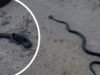 ‘Muito legal’: imagens extraordinárias capturam luta de cobras no sul de WA