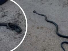 ‘Muito legal’: imagens extraordinárias capturam luta de cobras no sul de WA