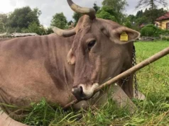 Intervenção de vaca? As vacas usam ferramentas austríacas, arranhando a superfície da inteligência animal