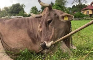 Intervenção de vaca? As vacas usam ferramentas austríacas, arranhando a superfície da inteligência animal