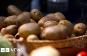 Batatas fritas, alguém? Fazenda alemã entrega milhões de batatas após colheita abundante