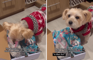 Comovente quando a mãe deixa o ‘cachorro espiritual’ da falecida filha cheirar suas coisas