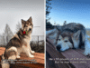 O Malamute do Alasca nunca teve amigos porque os cães eram intimidadores – então as coisas mudaram