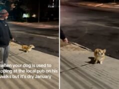 Os proprietários tentam ter um ‘janeiro seco’, mas o corgi tem outros planos