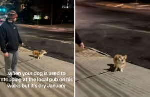 Os proprietários tentam ter um ‘janeiro seco’, mas o corgi tem outros planos