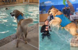 Golden Retriever convidado para festa na piscina – reação emocionante do filme do proprietário
