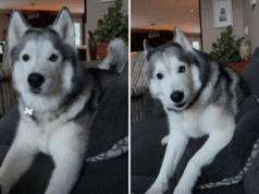 Tempestade de inverno atinge Husky exigindo sair de casa – atitude acima da histeria