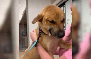 Cão de abrigo não consegue parar de ‘sorrir’ para visitantes do sexo feminino – ela sabe o que isso significa