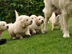 Corações derretem quando golden retriever ‘animada’ conhece seus filhotes pela primeira vez