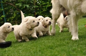 Corações derretem quando golden retriever ‘animada’ conhece seus filhotes pela primeira vez