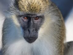 Autoridades dizem que macacos de origem desconhecida estão enlouquecidos em St.