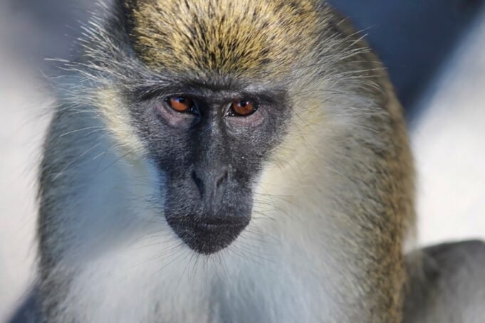 Monkey_Colony_Florida_62849.jpg