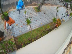 Pitbull ataca cachorro idoso enquanto passeava no bairro Santa Lúcia, em BH