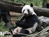 O Japão devolveu os pandas à China em meio a tensões