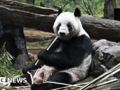 O Japão devolveu os pandas à China em meio a tensões