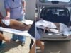 Cachorro comunitário de SP é esfaqueado em praia do litoral; vídeo