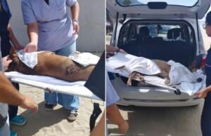 Cachorro comunitário de SP é esfaqueado em praia do litoral; vídeo