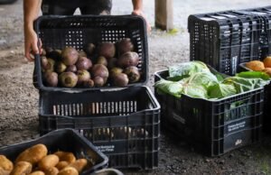 O programa beneficiará 54 produtores rurais de São José dos Pinhais