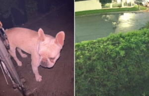 Mulher encontra cachorro abandonado fora de casa, indignada com o que a câmera de segurança revela