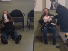 Chorando em resposta a um cachorro de abrigo no momento em que conhece sua nova família