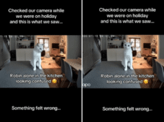Proprietários veem gato agindo de forma estranha na PetCam – porque é quase época de férias