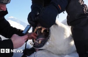 Os ursos polares nas ilhas norueguesas são mais gordos e saudáveis, apesar do encolhimento do gelo, dizem os cientistas