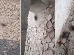 Vídeo: Dezenas de pássaros encontrados mortos em praça pública no litoral do Piauí