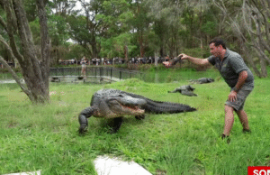 Corajosos tratadores do zoológico salvam Ivan, o maior crocodilo americano da Austrália, de um bloqueio mortal