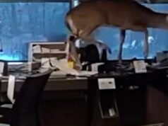 Cervo encontrado preso em banco de Long Island pela polícia