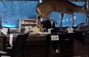 Cervo encontrado preso em banco de Long Island pela polícia