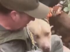 Três cães foram resgatados de um desfiladeiro remoto na Califórnia