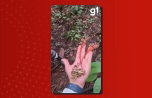 Cientistas encontraram fungos ‘zumbis’ em tarântulas gigantes na Amazônia